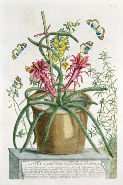 Cereus Minimus, c.1745 (lito colorido) de Georg Dionysius Ehret