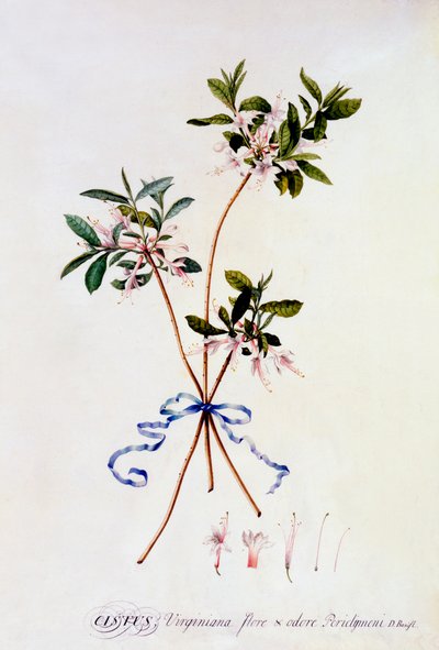 Cistus Virginiana, c. 1743 gravura colorida à mão. de "Georg Dionysius Ehret