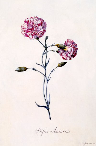 Cravos Difor Amourius, c. 1745 gravura colorida à mão. de "Georg Dionysius Ehret