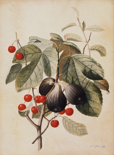 Figos e cerejas, 1747 de Georg Dionysius Ehret