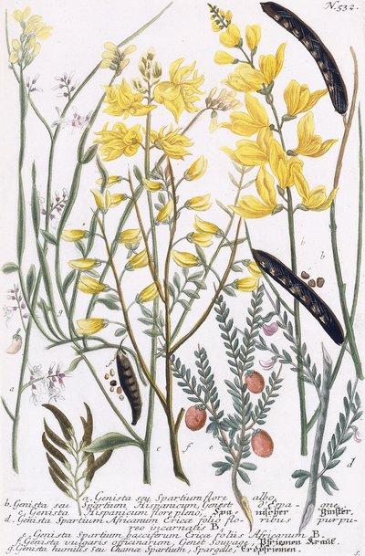Genista de Georg Dionysius Ehret