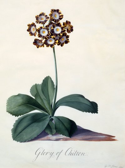 Glória de Chilton c. 1745 gravura colorida à mão. de "Georg Dionysius Ehret