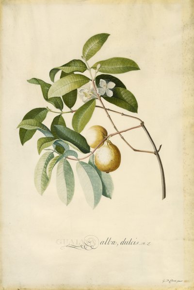 Goiaba de Georg Dionysius Ehret