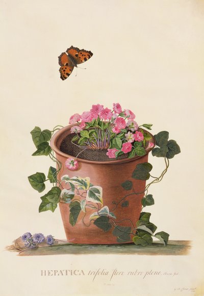 Hepatica trifolia (Nobilis), 1745 (guache sobre velino) de Georg Dionysius Ehret