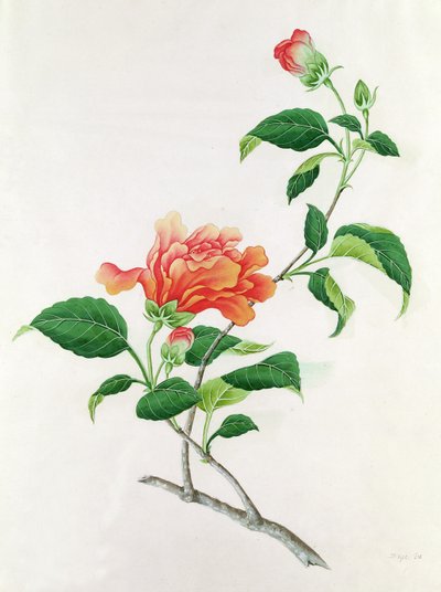 Hibisco de Georg Dionysius Ehret