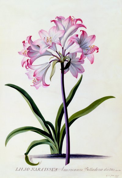 Lilio Narcissus, c. 1744 gravura colorida à mão. de "Georg Dionysius Ehret