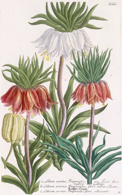 Lily da Coroa imperial de Georg Dionysius Ehret