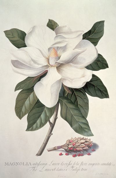 Magnólia de Georg Dionysius Ehret