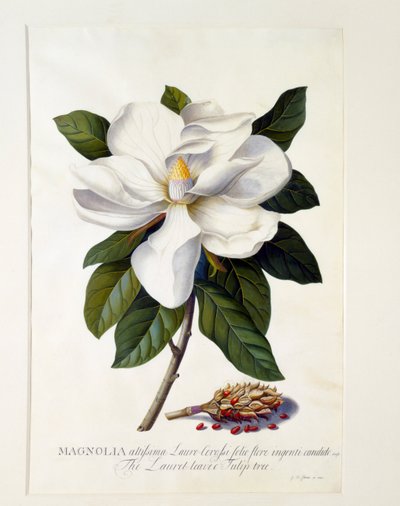 Magnólia Grandiflora, c. 1743 gravura colorida à mão. de "Georg Dionysius Ehret
