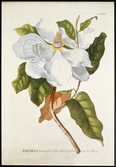 Magnólia Maxime Flore, c1740-1770. de Georg Dionysius Ehret