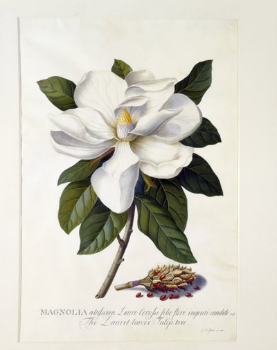 Magnólia grandiflora, c.1743 (gravura colorida à mão) de Georg Dionysius Ehret
