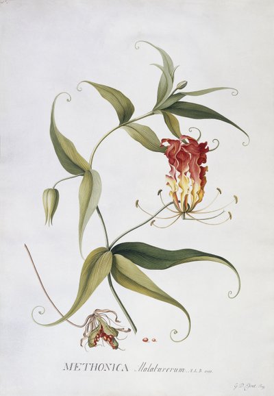 Methonica, de Georg Dionysius Ehret