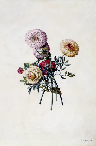 Ranunculas mistas, c.1743 (gravura colorida à mão) de Georg Dionysius Ehret