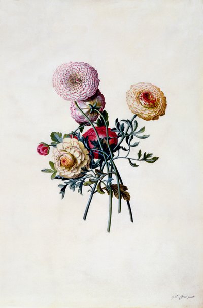 Ranunculas mistas, c. 1743 gravura colorida à mão. de "Georg Dionysius Ehret