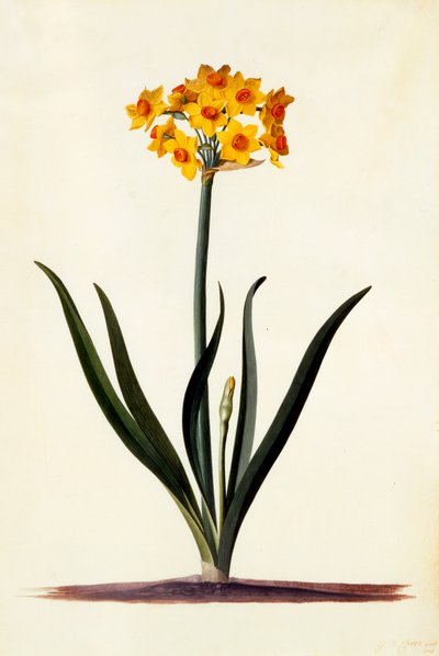 Narciso, c. 1745 gravura colorida à mão. de "Georg Dionysius Ehret
