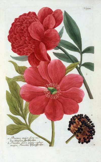 Paeonia, gravura colorida à mão. de "Georg Dionysius Ehret