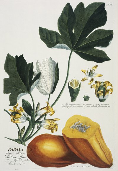 Mamão de Georg Dionysius Ehret