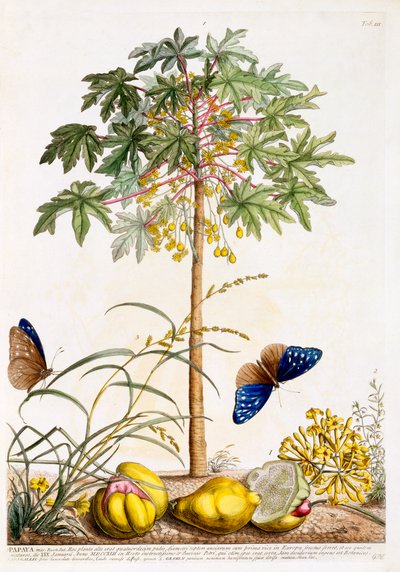 papaia, c. 1748 gravura colorida à mão. de "Georg Dionysius Ehret