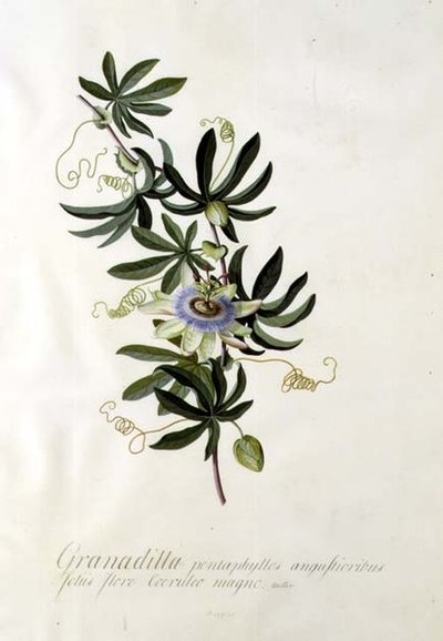 Flor de Paixão de Georg Dionysius Ehret
