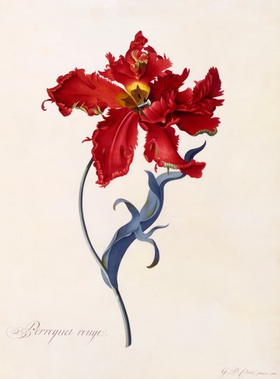 Perroquet Rouge, c. 1744 gravura colorida à mão. de "Georg Dionysius Ehret