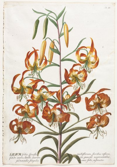Selecionar plantas: Não. 11 - Lily. de Georg Dionysius Ehret