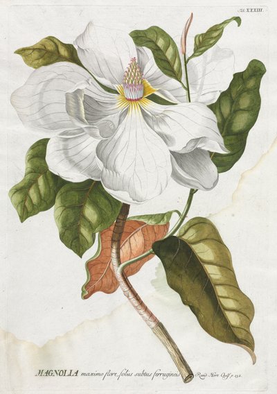 Selecionar plantas: Não. 33 - magnólia. de Georg Dionysius Ehret