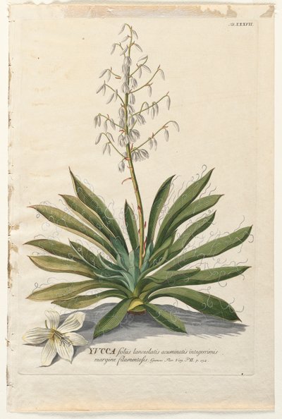 Selecionar plantas: Não. 37 - mandioca. de Georg Dionysius Ehret