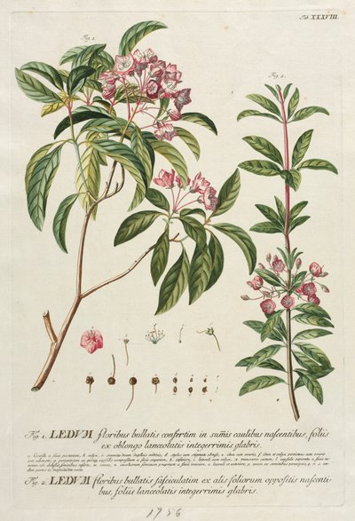 Selecionar plantas: Não. 38. de Georg Dionysius Ehret