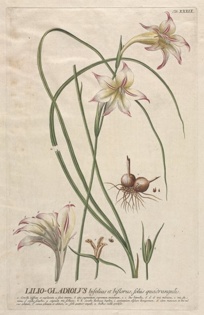 Selecionar plantas: Não. 39 - lírio-Gladiolus. de Georg Dionysius Ehret