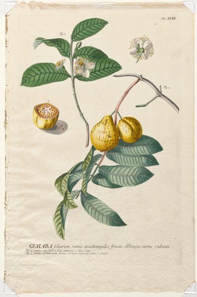 Selecionar plantas: Não. 43 - Guaiaba. de Georg Dionysius Ehret