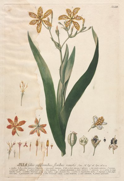 Selecionar plantas: Não. 52 - Ixia. de Georg Dionysius Ehret