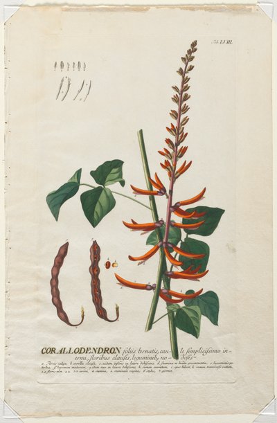 Selecionar plantas: Não. 58 - Corallodendron. de Georg Dionysius Ehret
