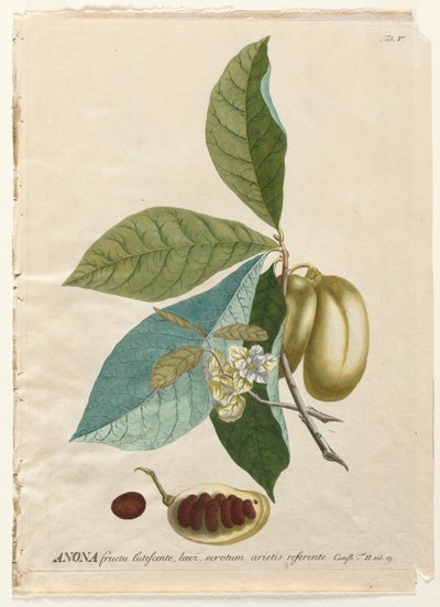 Selecionar plantas: Não. 5 - Anon. de Georg Dionysius Ehret