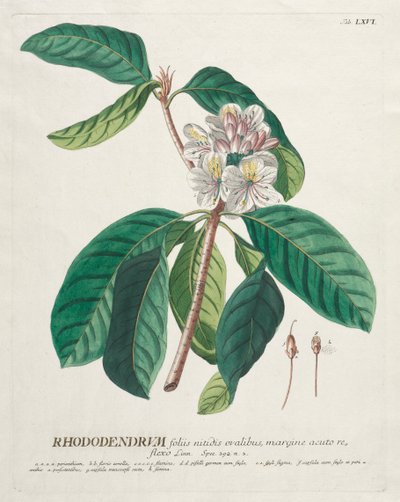 Selecionar plantas: Não. 66 - rododendro. de Georg Dionysius Ehret