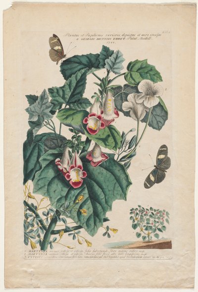 Plantas e borboletas mais raras: Martynia de Georg Dionysius Ehret