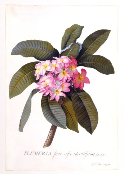 Plumeria, c 1744 gravura colorida à mão. de "Georg Dionysius Ehret