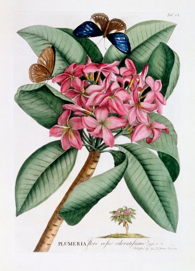 Plumeria, c. 1749 gravura colorida à mão . de "Georg Dionysius Ehret