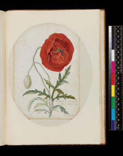 Papoula (Papaver erraticum), 1772 (lápis, wc e bodycolour em pergaminho) de Georg Dionysius Ehret