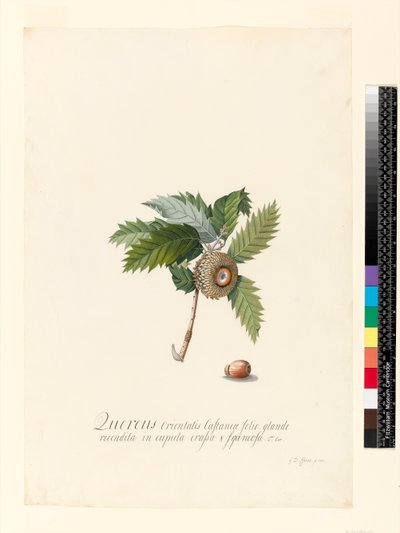 Quercus Orientalis, 1742 (wc e bodycolour em velino) de Georg Dionysius Ehret
