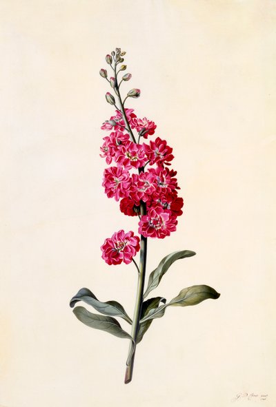 Estoque Matthiola Incana, c. 1746 gravura colorida à mão. de "Georg Dionysius Ehret