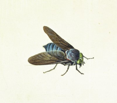 A mosca do cavalo, do século XVIII de Georg Dionysius Ehret