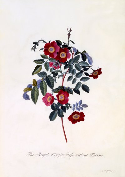 A Rosa da Virgem Real sem espinhos, C. 1745 gravura colorida à mão. de "Georg Dionysius Ehret