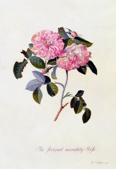 A Rose Mensal Riscada, c. 1745 gravura colorida à mão. de "Georg Dionysius Ehret