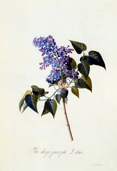 O Lilás de cor roxa profunda. de "Georg Dionysius Ehret