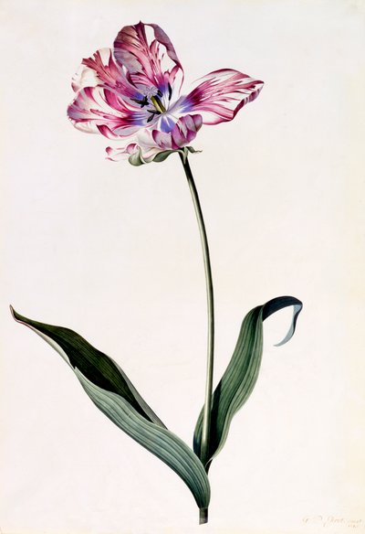 Tulipa, c. 1745 gravura colorida à mão. de "Georg Dionysius Ehret