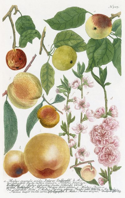 Várias maçãs de Georg Dionysius Ehret