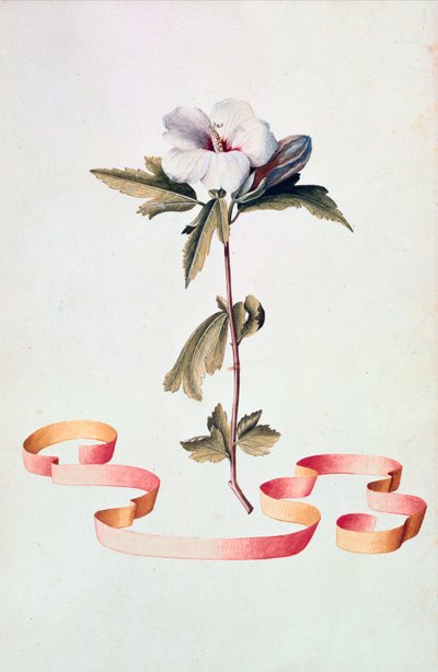 Hibisco Branco de Georg Dionysius Ehret