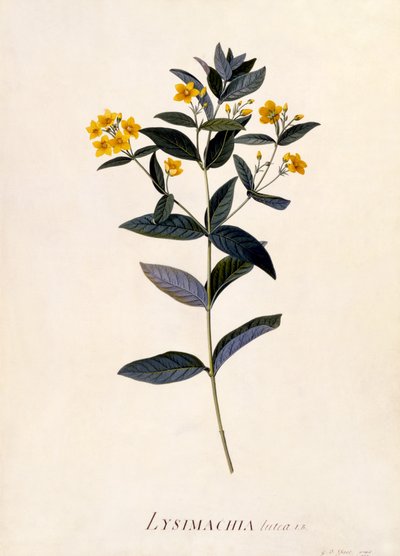 Loosestrife Amarelo, c.1760 (gravura colorida à mão) de Georg Dionysius Ehret