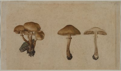 Cogumelos de Georg Wilhelm Baurenfeind