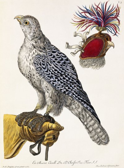 Falcoaria, Placa 3, de "Natureza encanta: Select", 1771 de Georg Wolfgang Knorr